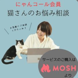 2026年度にゃんコール会員【猫さんのお悩み相談】募集開始のご案内